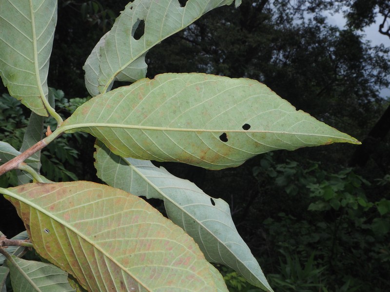 Alniphyllum eberhardtii