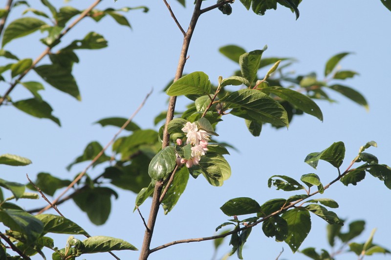 Alniphyllum fortunei