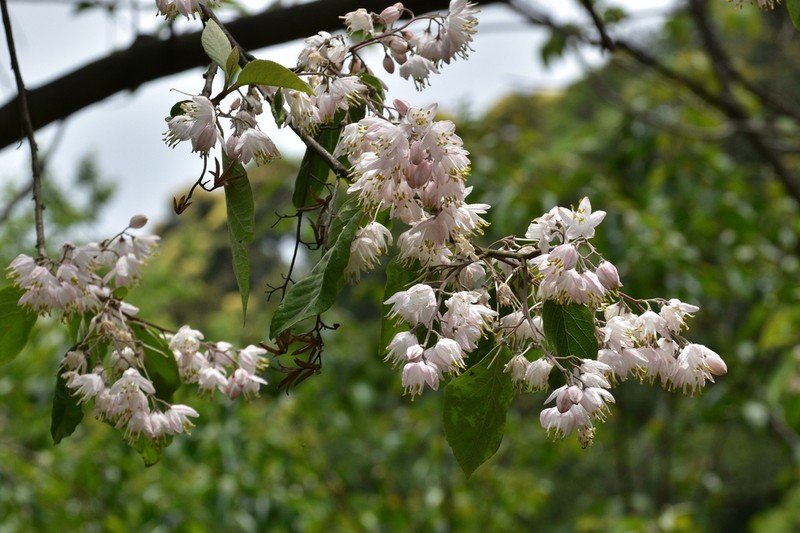 Alniphyllum fortunei photo 3