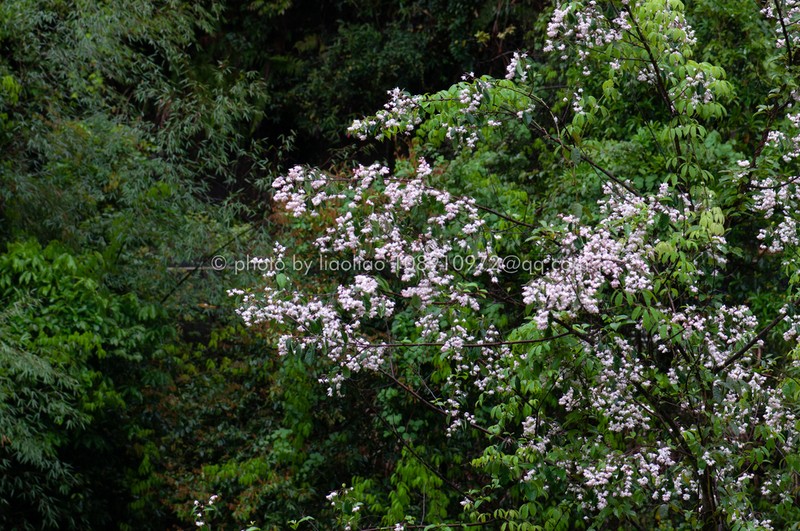 Alniphyllum fortunei photo 4