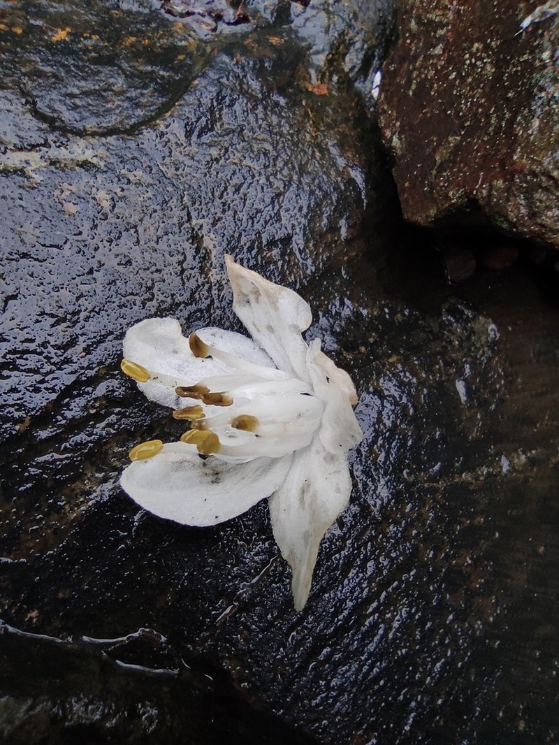 Alniphyllum fortunei photo 6