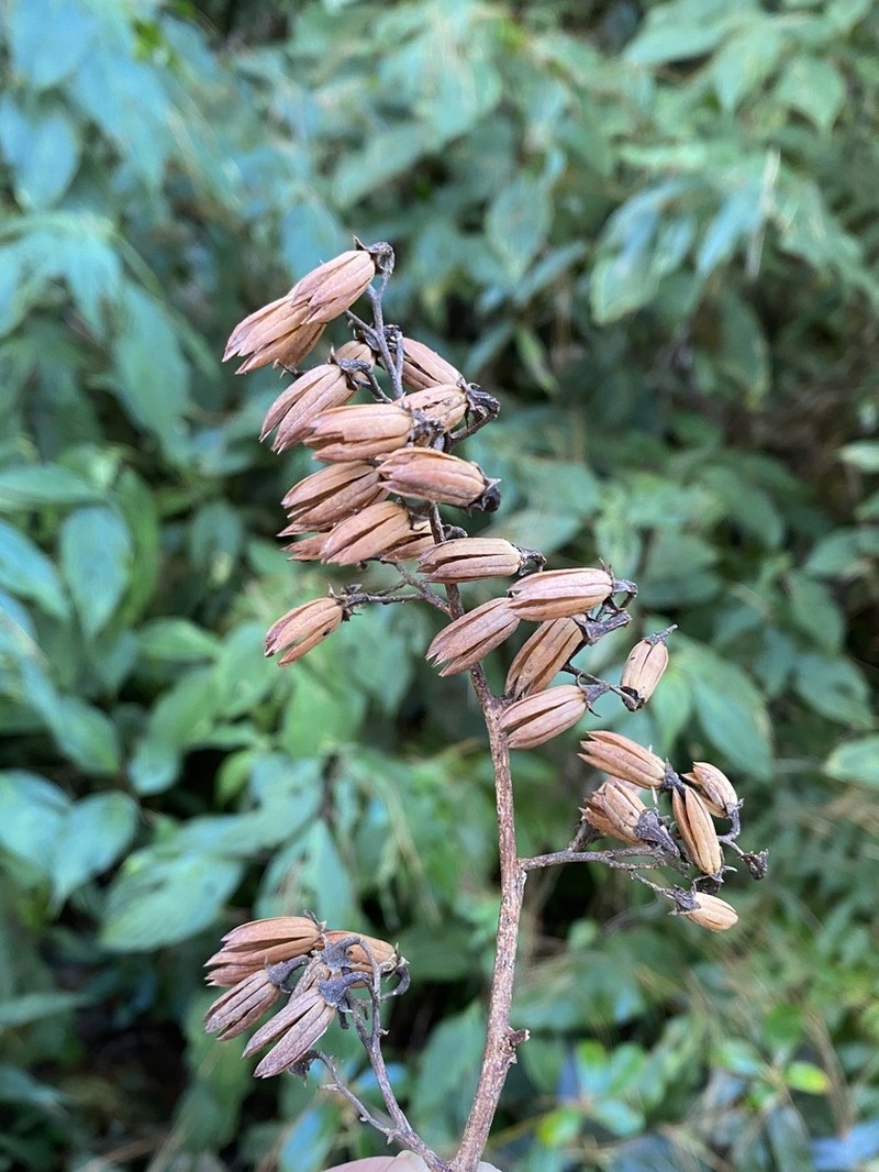 Alniphyllum fortunei photo 7