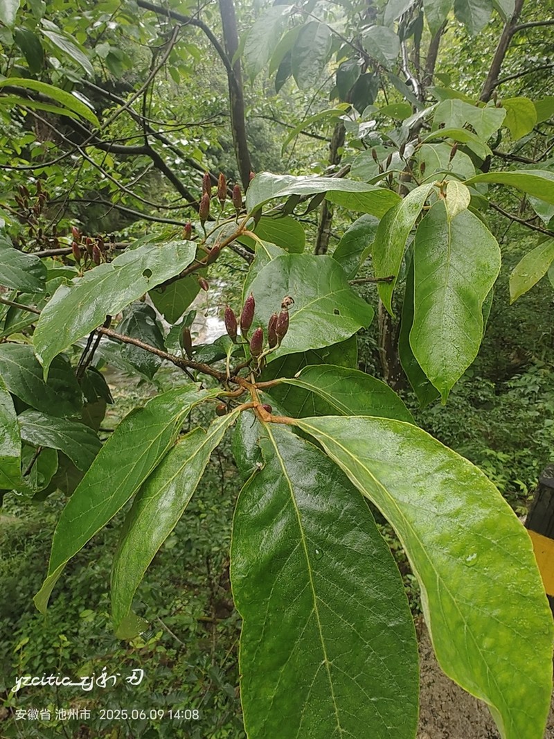 Alniphyllum fortunei photo 8