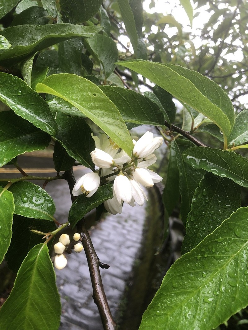 Alniphyllum pterospermum