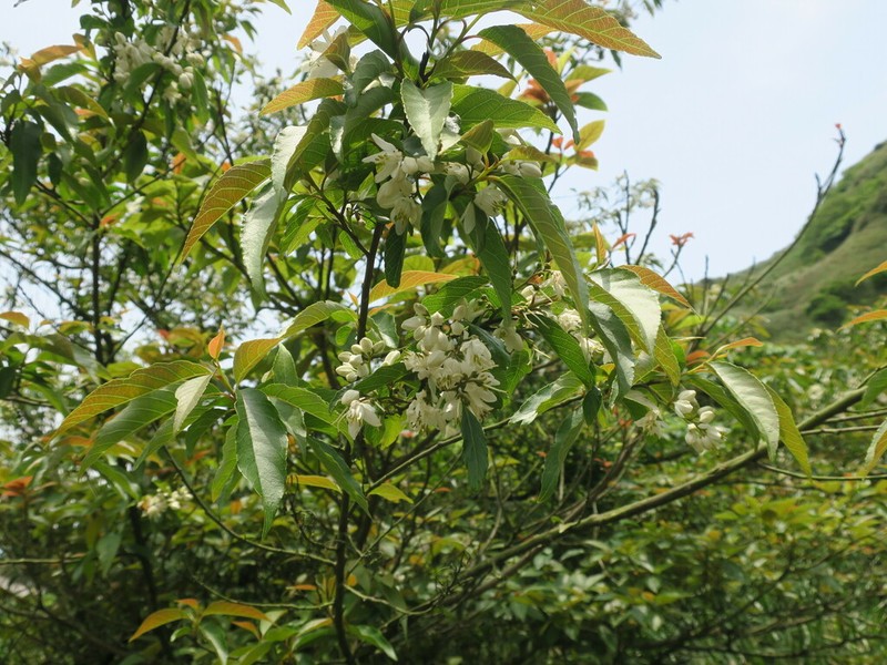 Alniphyllum pterospermum photo 2