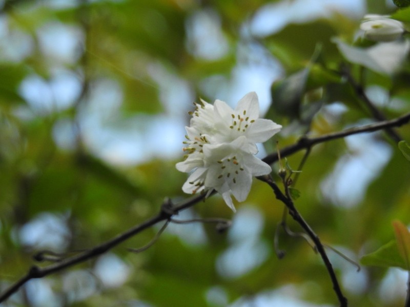 Alniphyllum pterospermum photo 3