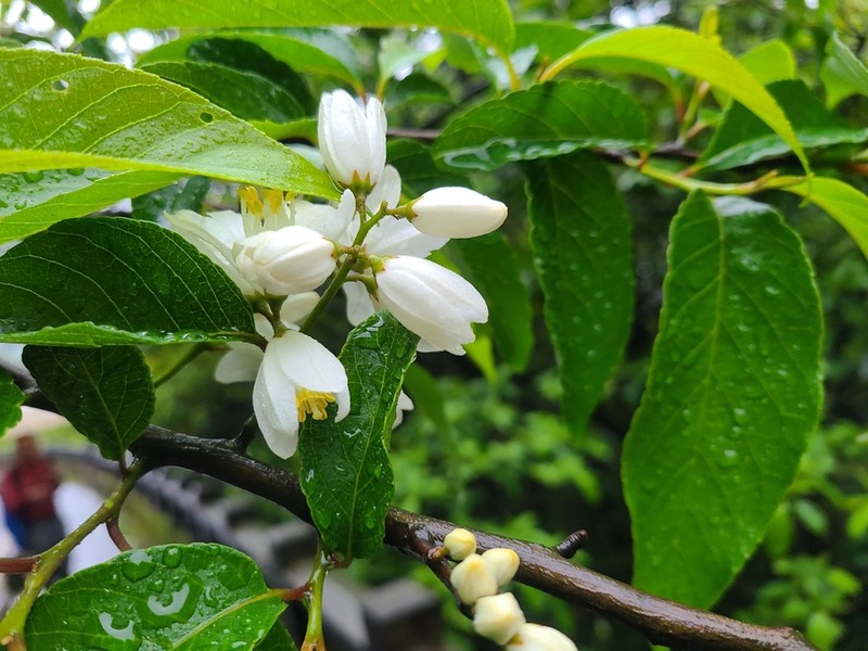 Alniphyllum pterospermum photo 4