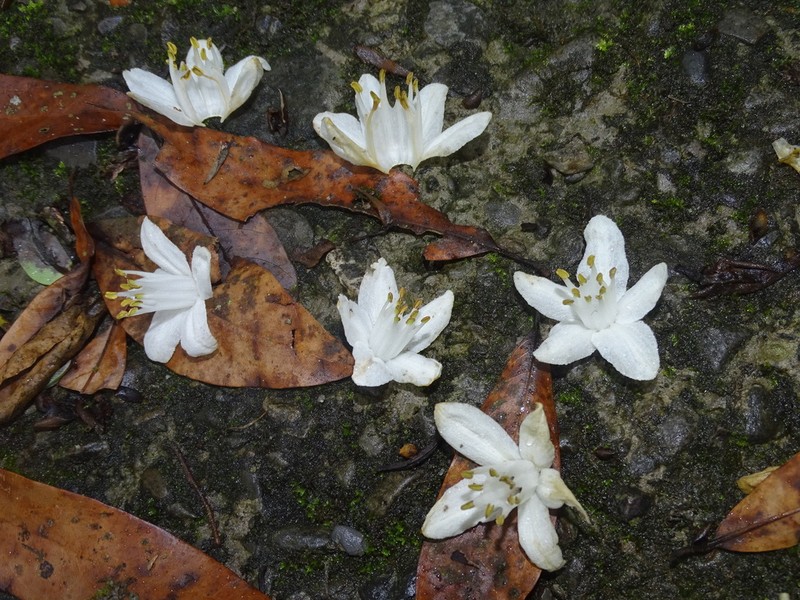 Alniphyllum pterospermum photo 5