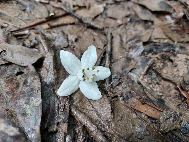 Alniphyllum pterospermum photo 6