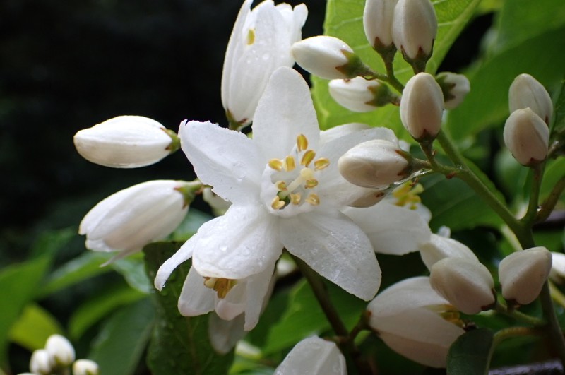 Alniphyllum pterospermum photo 7