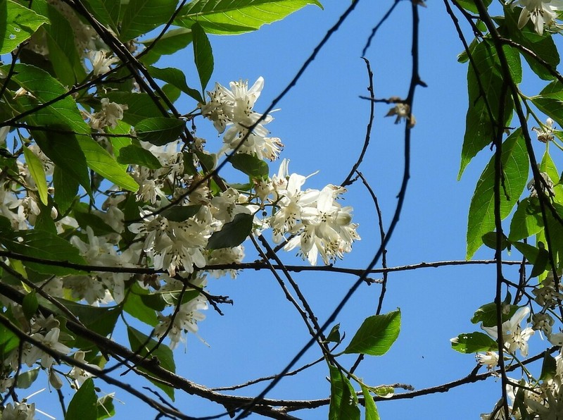 Alniphyllum pterospermum photo 8