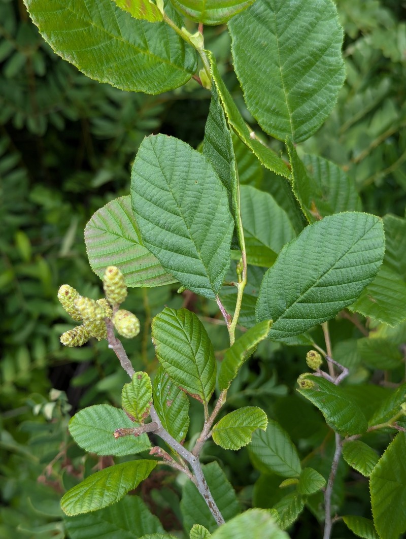 Alder photo 2