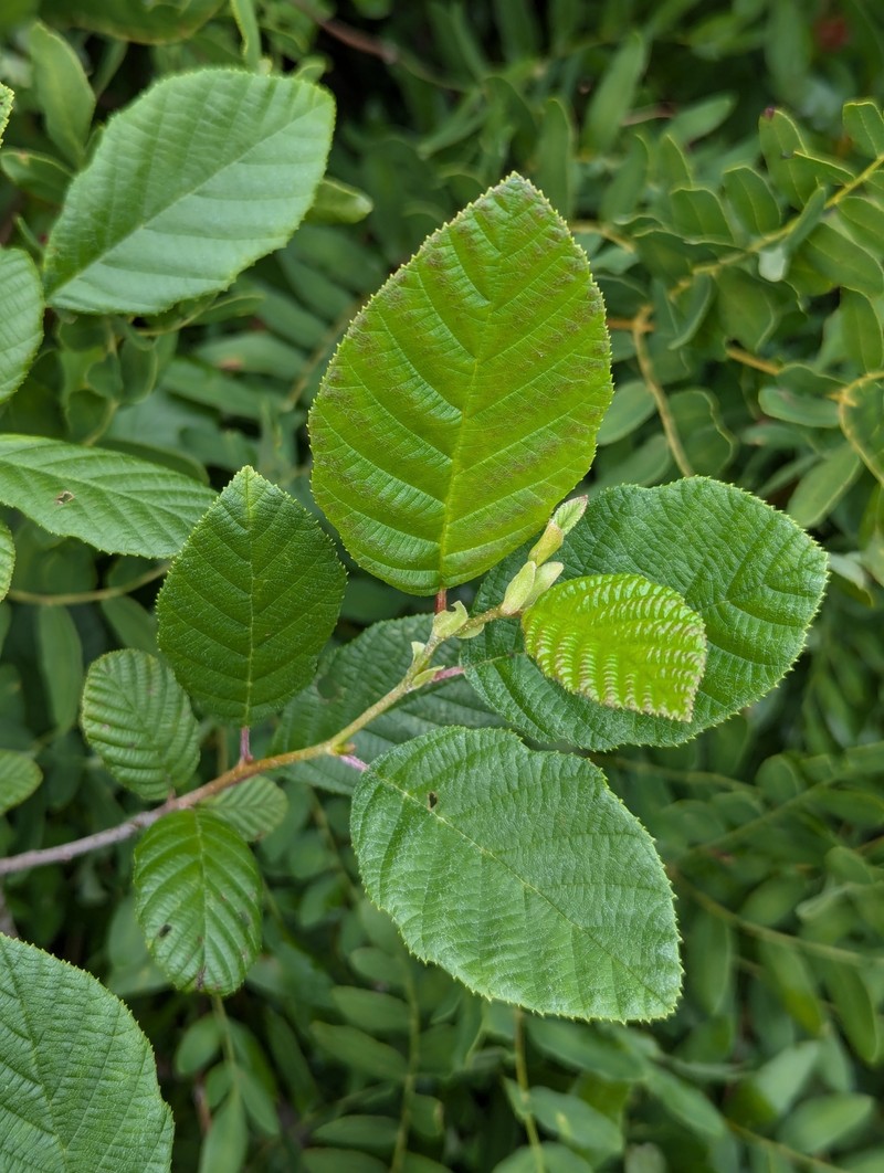 Alder