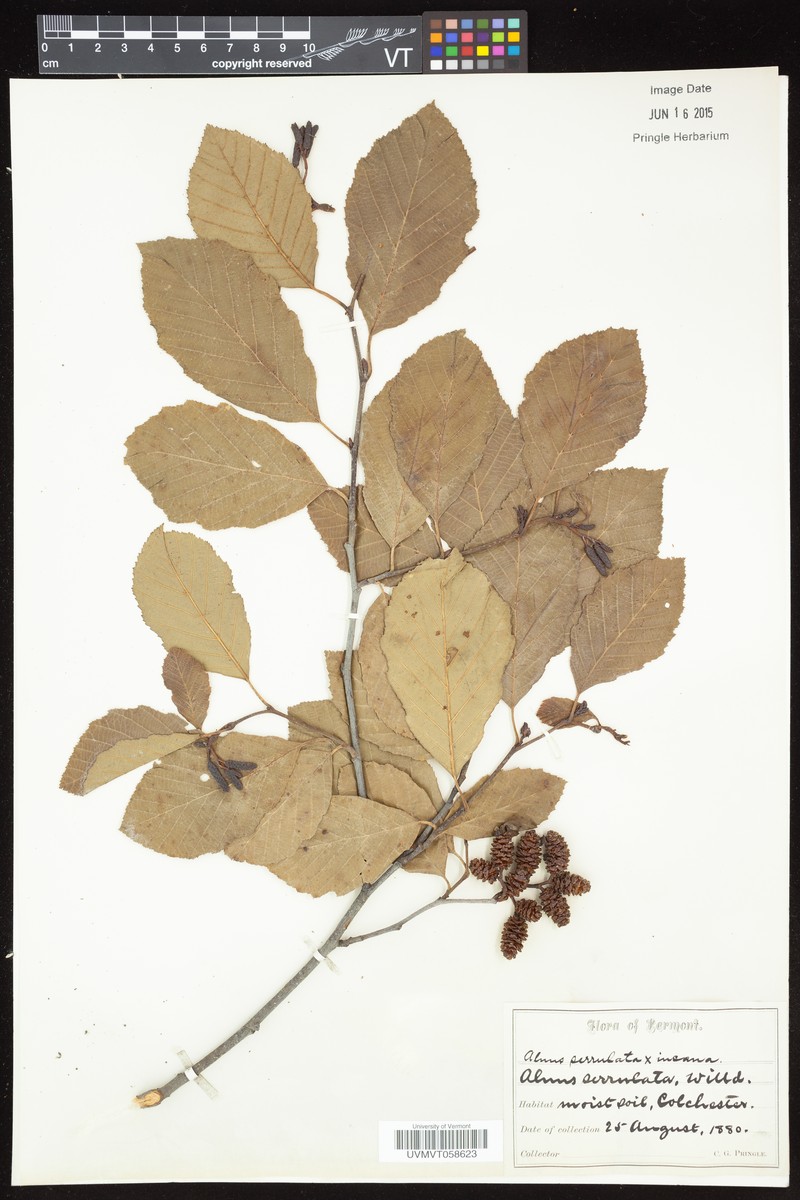 Alder photo 2