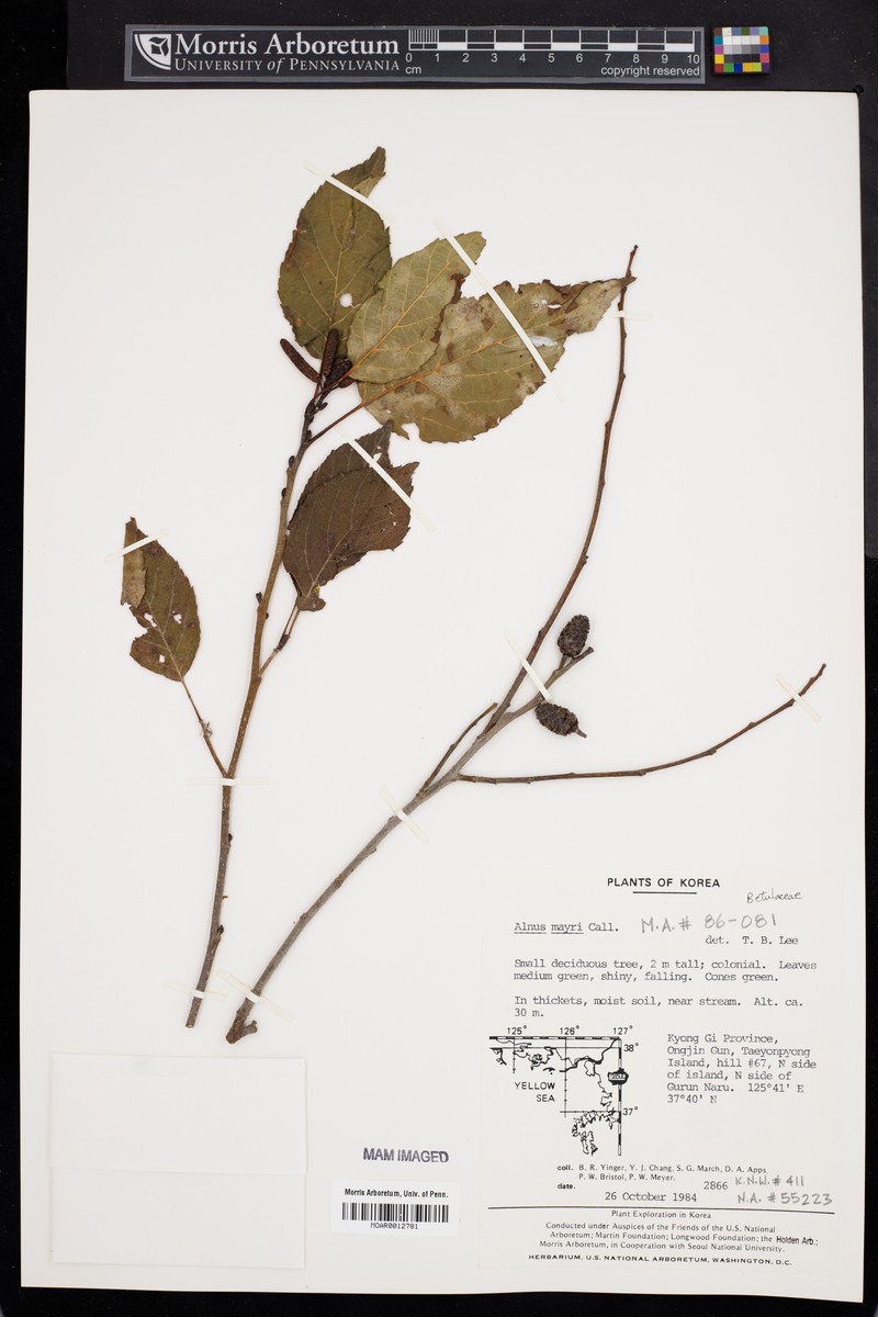 Alnus × mayrii