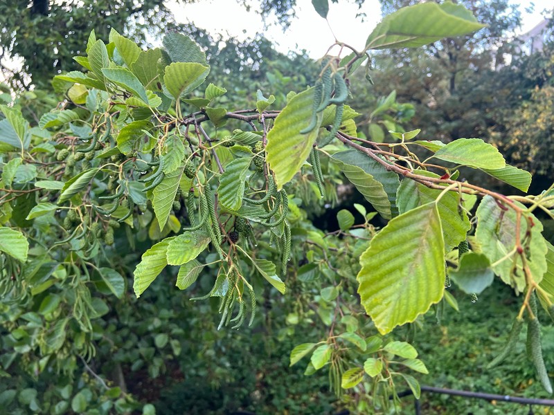 Alnus × pubescens