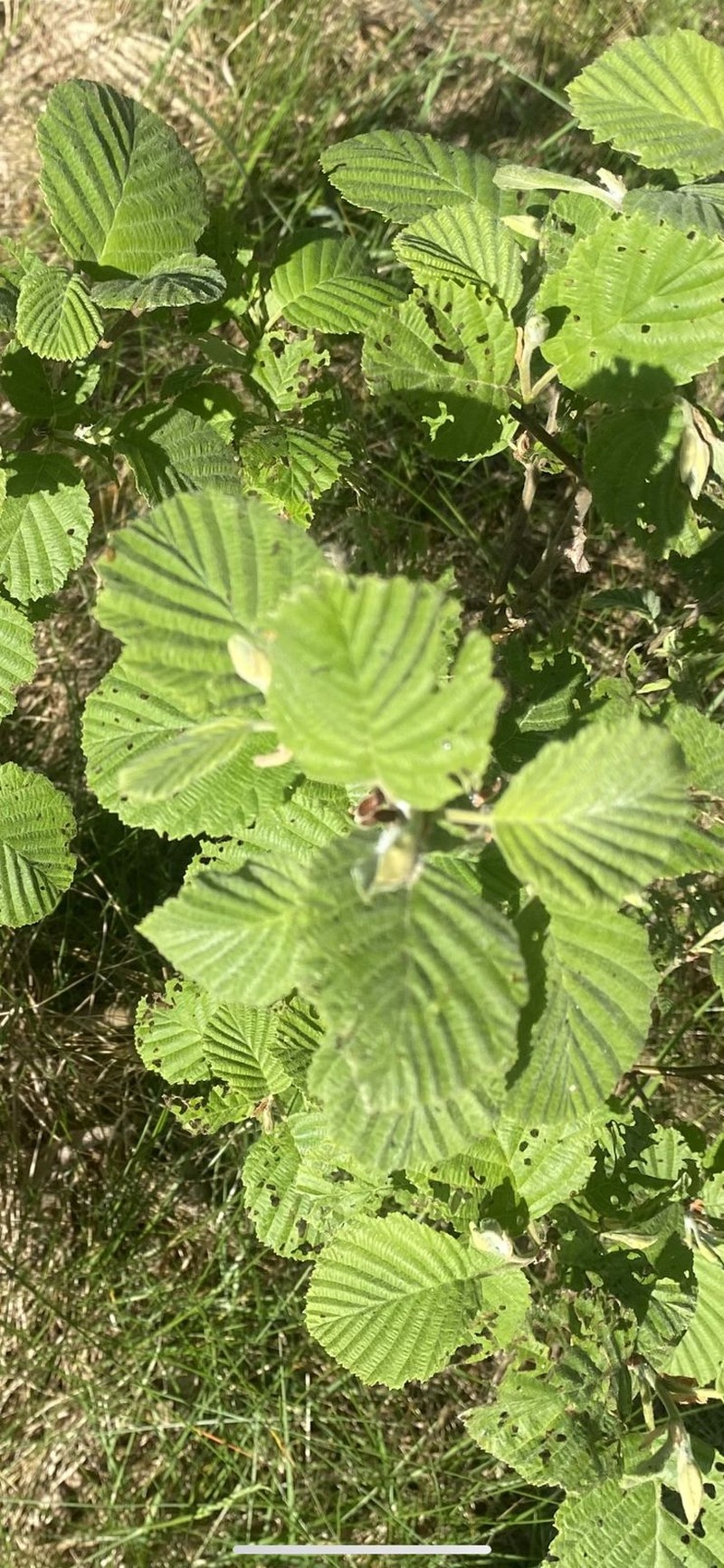 Alnus × pubescens photo 2