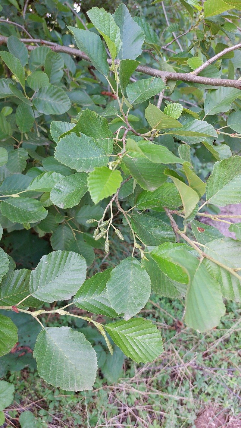 Alnus × pubescens photo 3