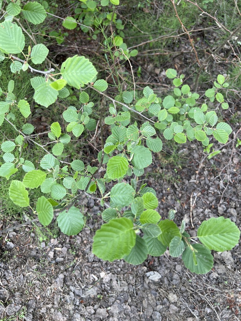Alnus × pubescens photo 4