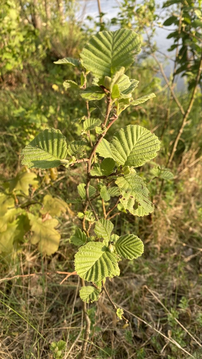 Alnus × pubescens photo 5