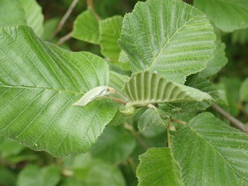 Alnus × pubescens photo 6