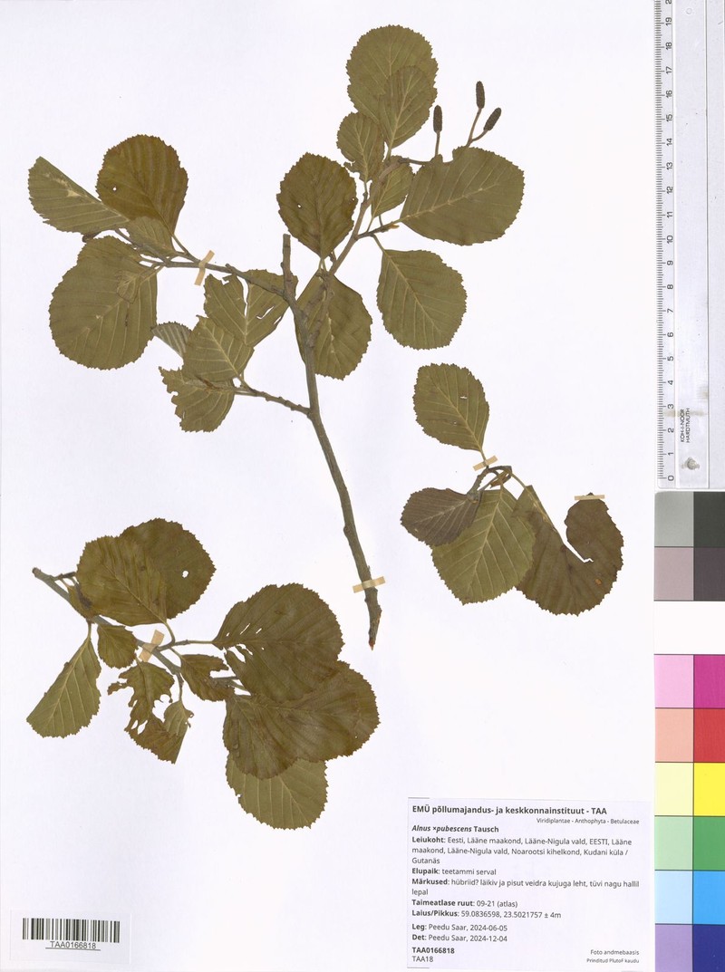 Alnus × pubescens photo 7