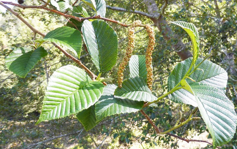 Alnus acuminata photo 2