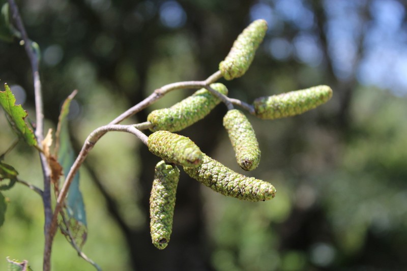 Alnus acuminata photo 3