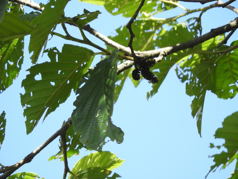 Alnus acuminata photo 4
