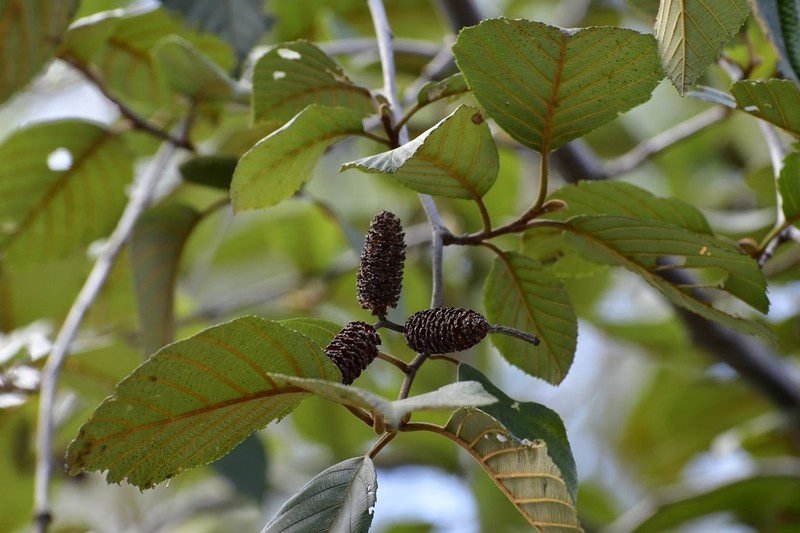 Alnus acuminata photo 5