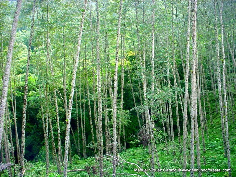 Alnus acuminata photo 6