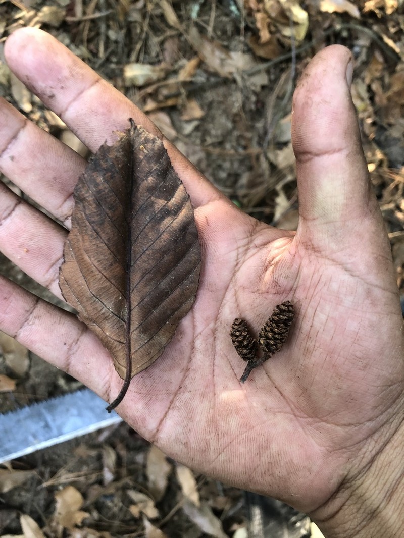 Alnus acuminata photo 7