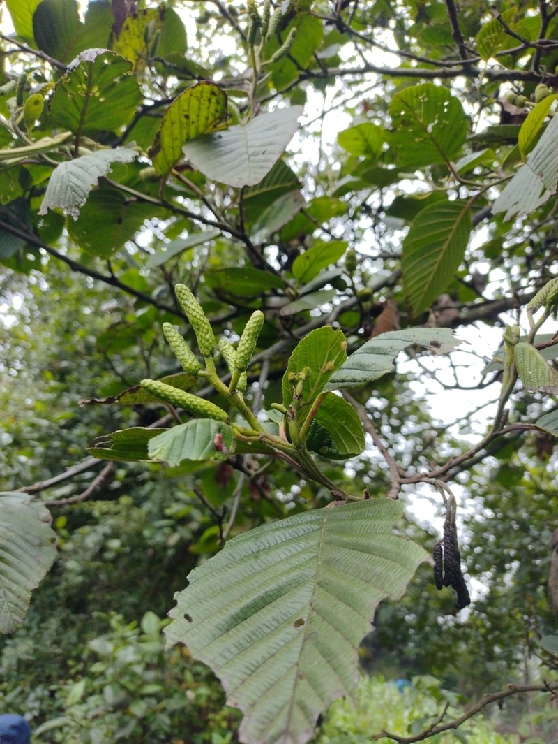 Alnus acuminata photo 8