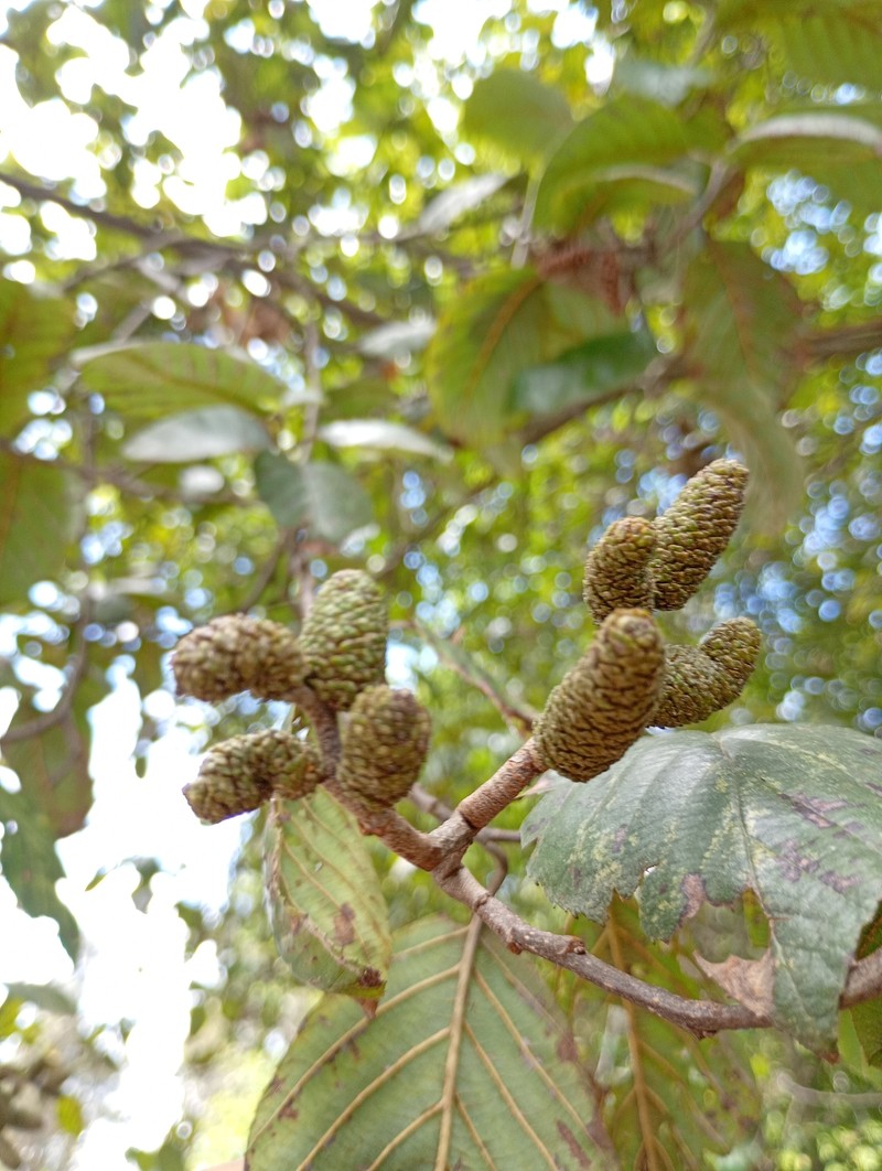 Alnus acuminata subsp. acuminata