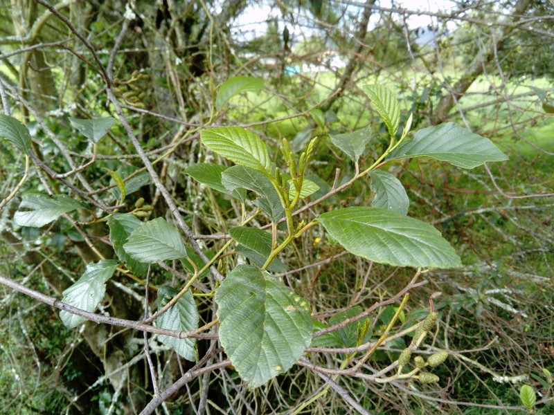 Alnus acuminata subsp. acuminata photo 2