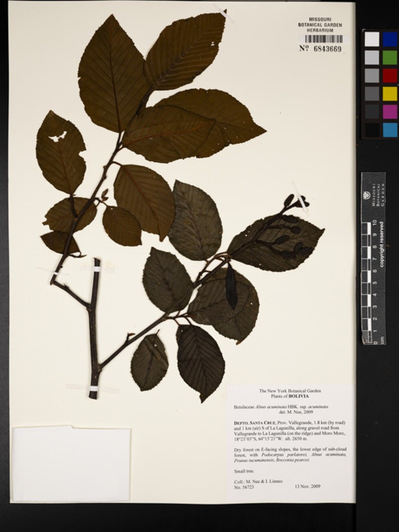 Alnus acuminata subsp. acuminata photo 3