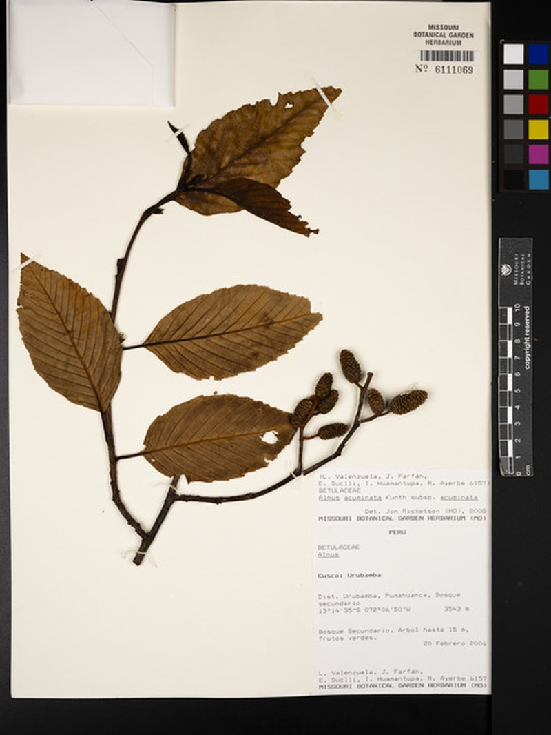 Alnus acuminata subsp. acuminata photo 4