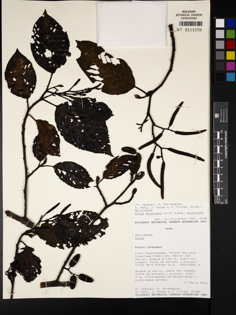 Alnus acuminata subsp. acuminata photo 5
