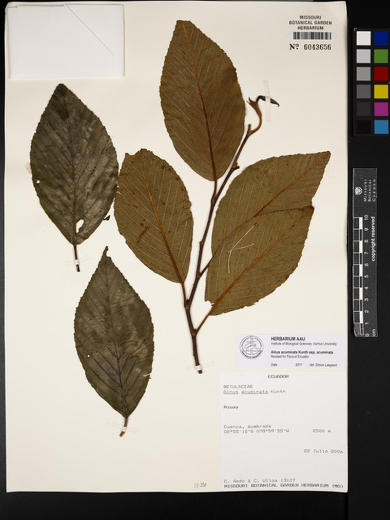 Alnus acuminata subsp. acuminata photo 6