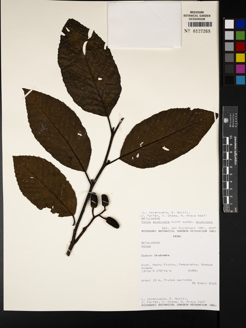 Alnus acuminata subsp. acuminata photo 7