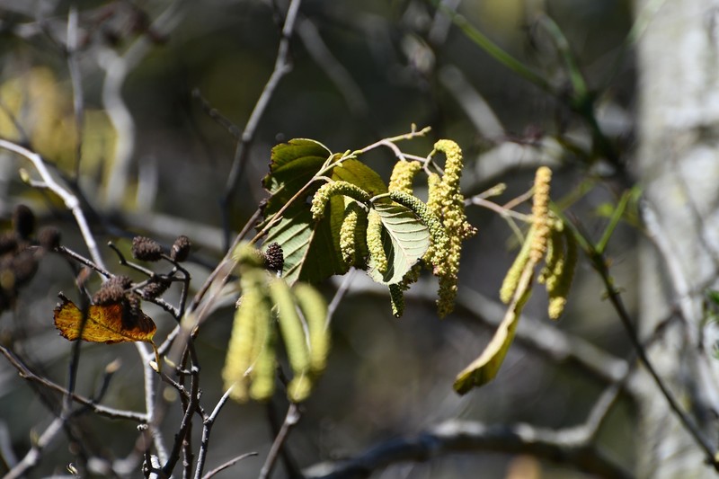 Alnus acuminata subsp. arguta