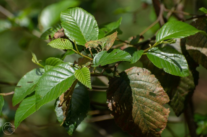 Alnus acuminata subsp. arguta photo 2