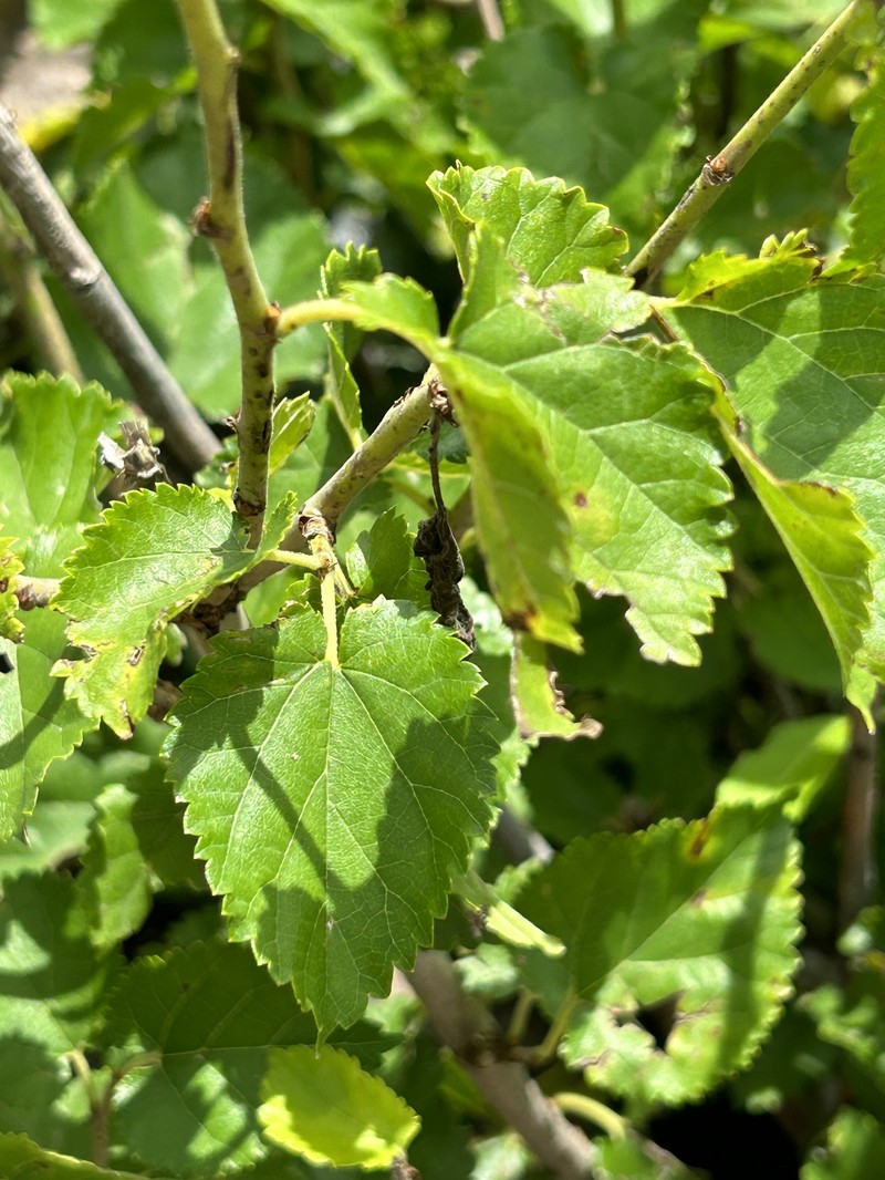 Alnus acuminata subsp. arguta photo 3