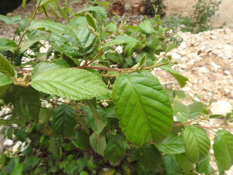 Alnus acuminata subsp. arguta photo 4