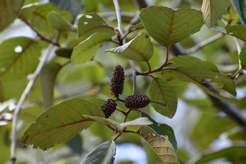 Alnus acuminata subsp. arguta photo 5