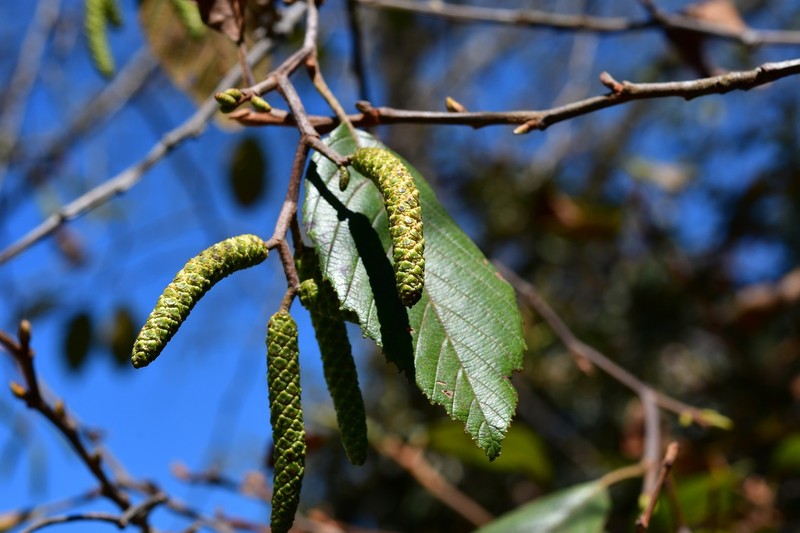 Alnus acuminata subsp. arguta photo 6
