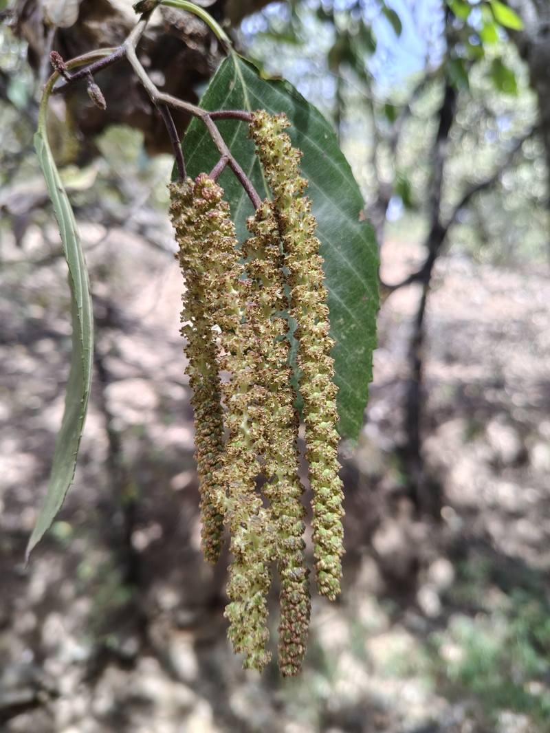 Alnus acuminata subsp. glabrata