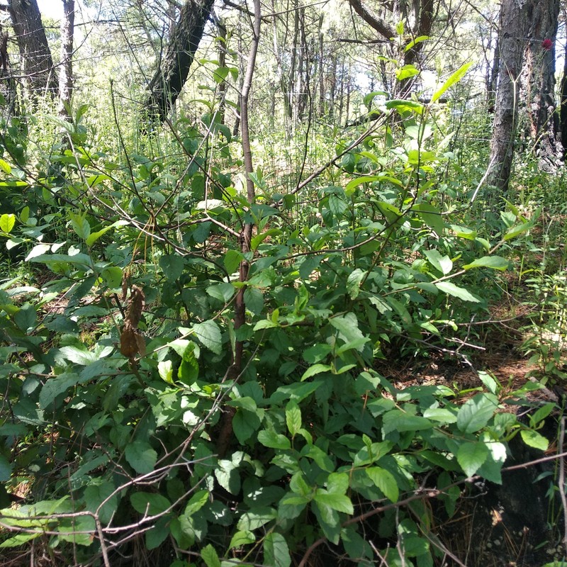 Alnus acuminata subsp. glabrata photo 2