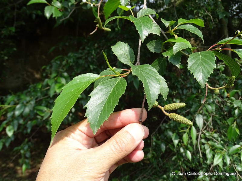 Alnus acuminata subsp. glabrata photo 3
