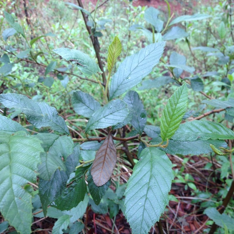 Alnus acuminata subsp. glabrata photo 4